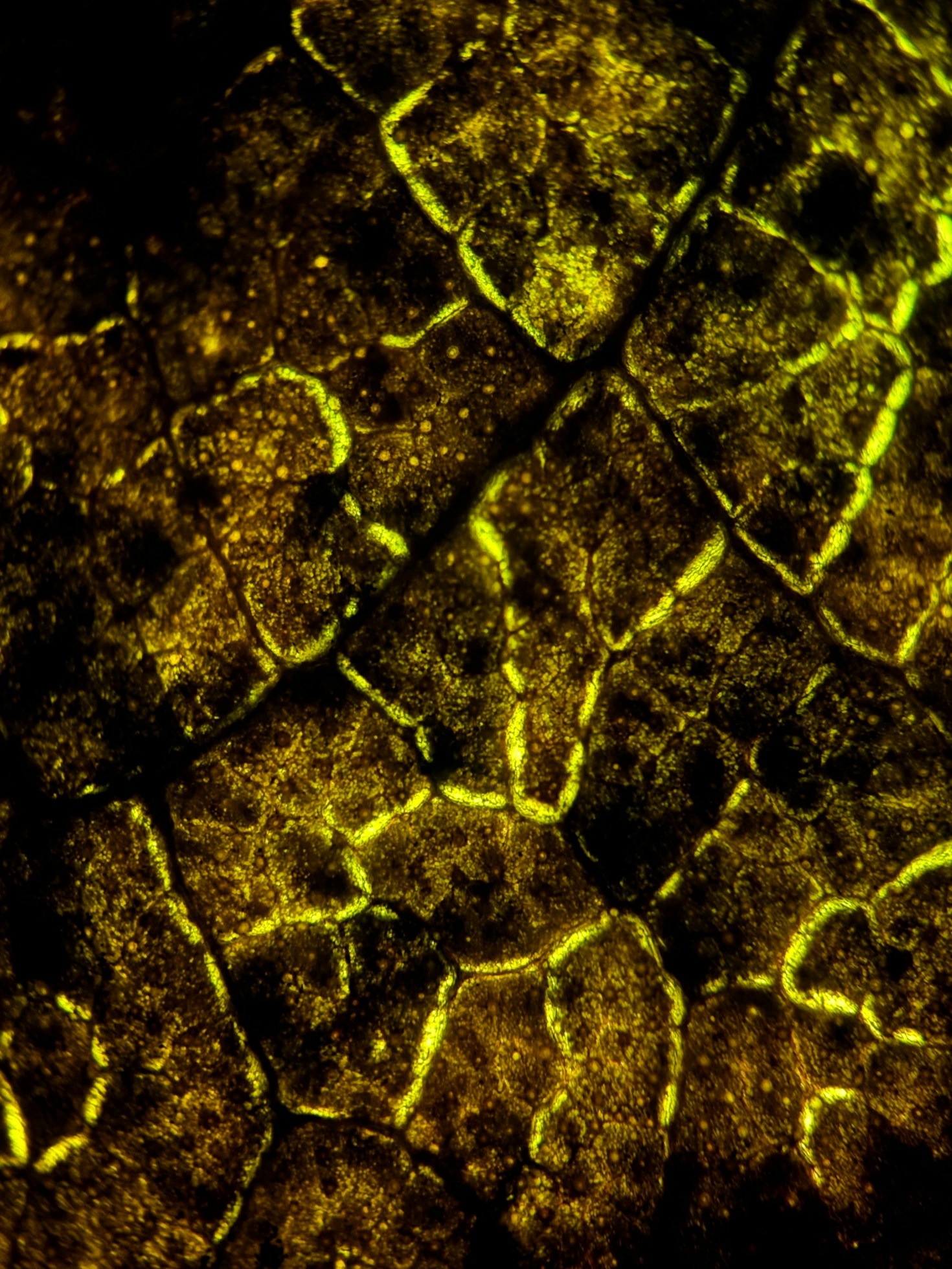 Understanding Microscopic Organisms: A Beginner’s Guide